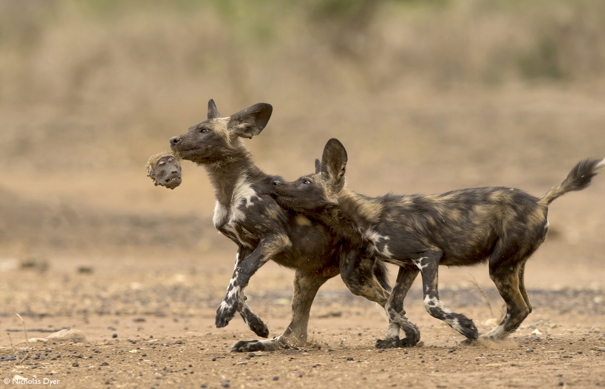 Painted wolves, African wild dogs, running with baboon head in Mana Pools National Park, Zimbabwe