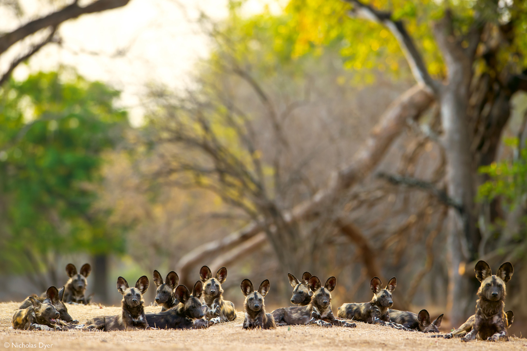 Painted wolves, African wild dogs, sitting in a group in Mana Pools National Park, Zimbabwe