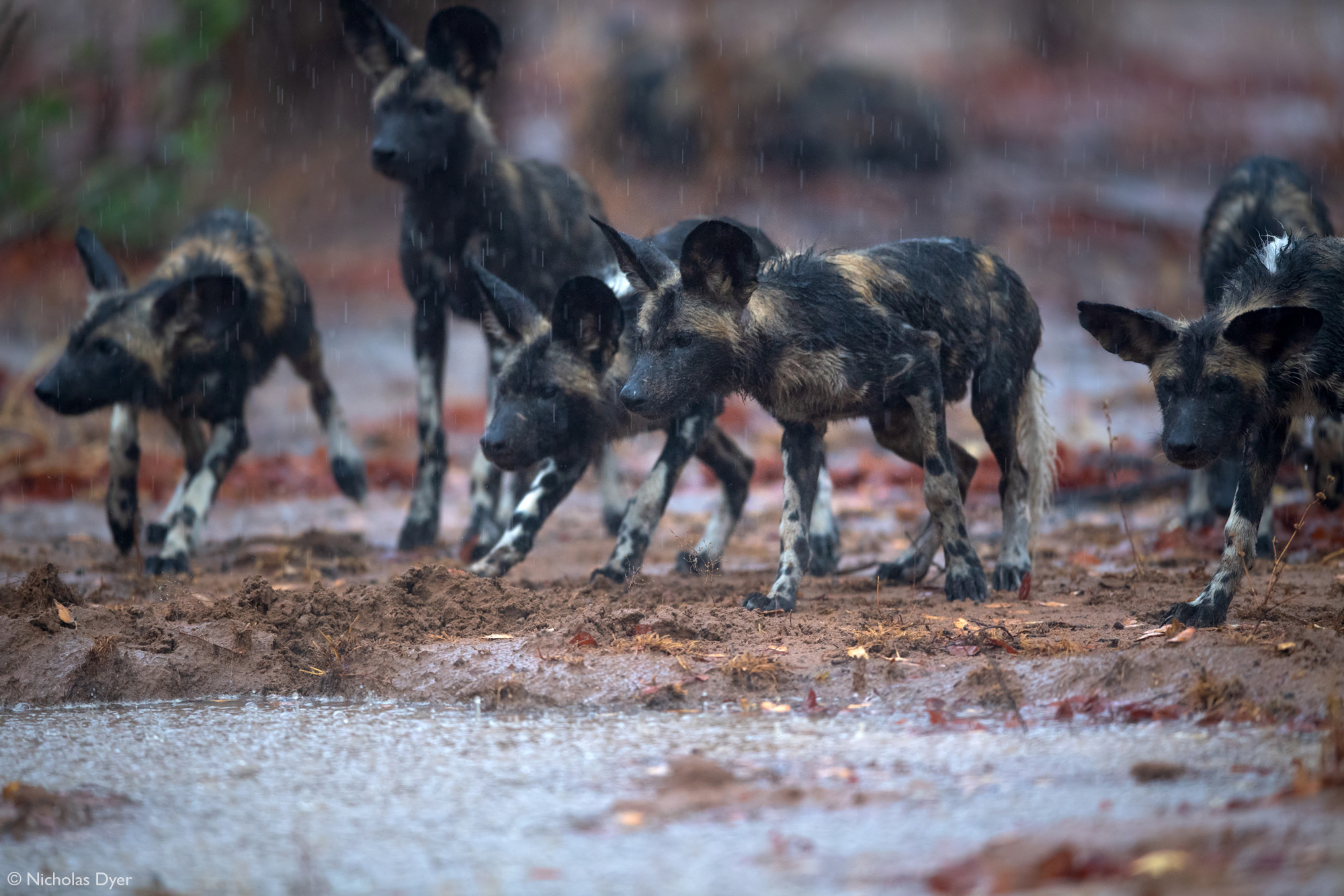 Painted wolf pups, African wild dog pups, in the rain in Mana Pools National Park, Zimbabwe