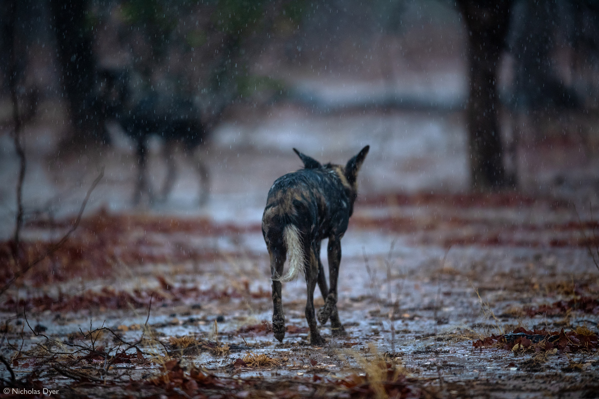 Painted wolves, African wild dogs, walking in the rain in Mana Pools National Park, Zimbabwe