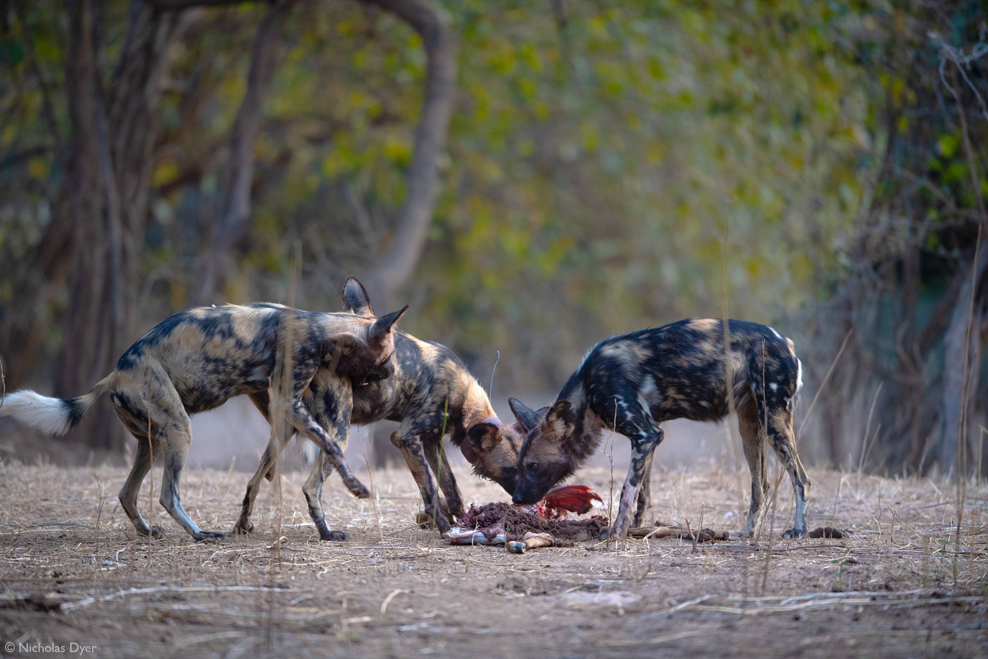 Three painted wolves, African wild dogs in Mana Pools National Park, Zimbabwe