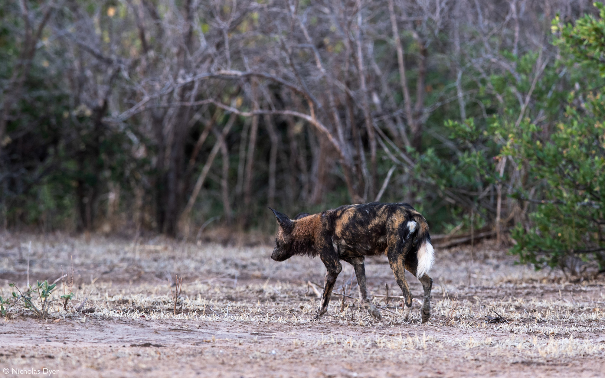 Old painted wolf, African wild dog, walking in Mana Pools National Park, Zimbabwe