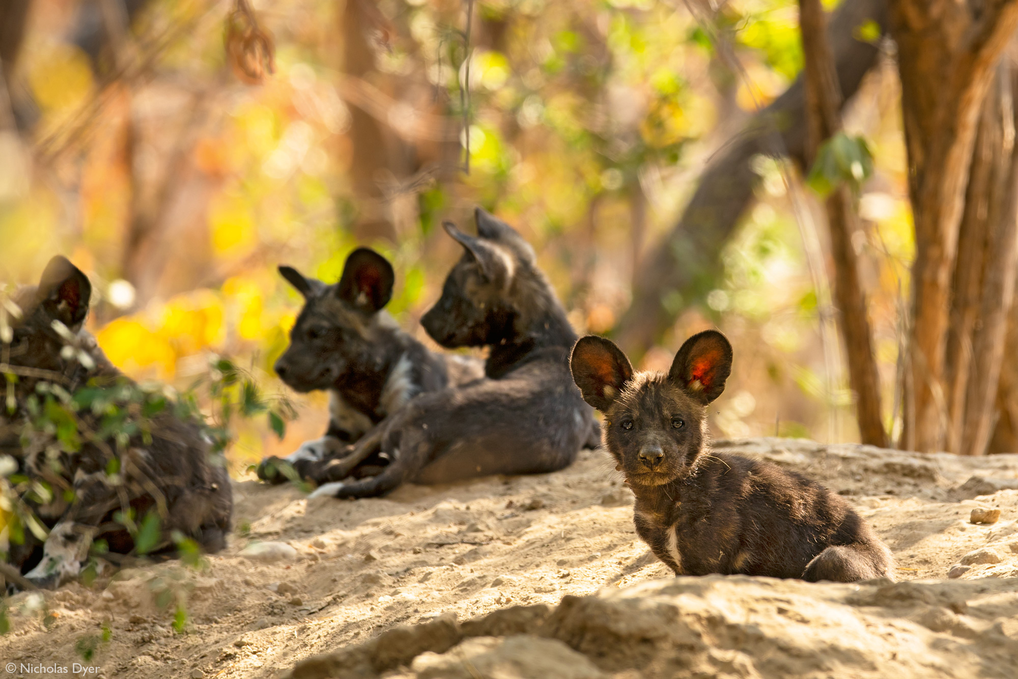 Painted wolf puppies, African wild dog puppies, in Mana Pools National Park, Zimbabwe