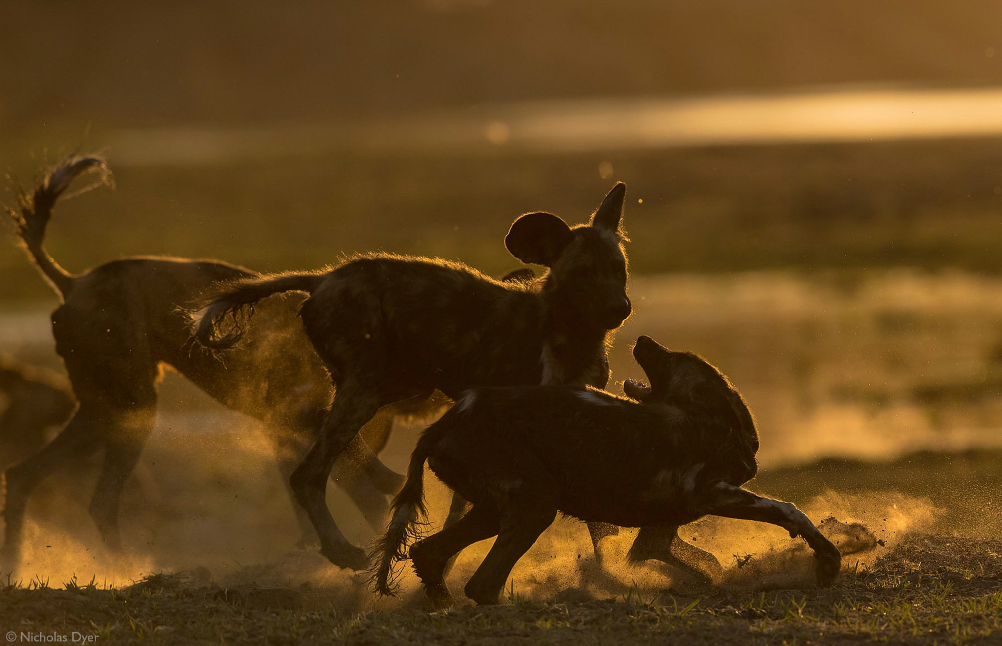 Young painted wolves, African wild dogs, playing at sunset in Mana Pools National Park, Zimbabwe