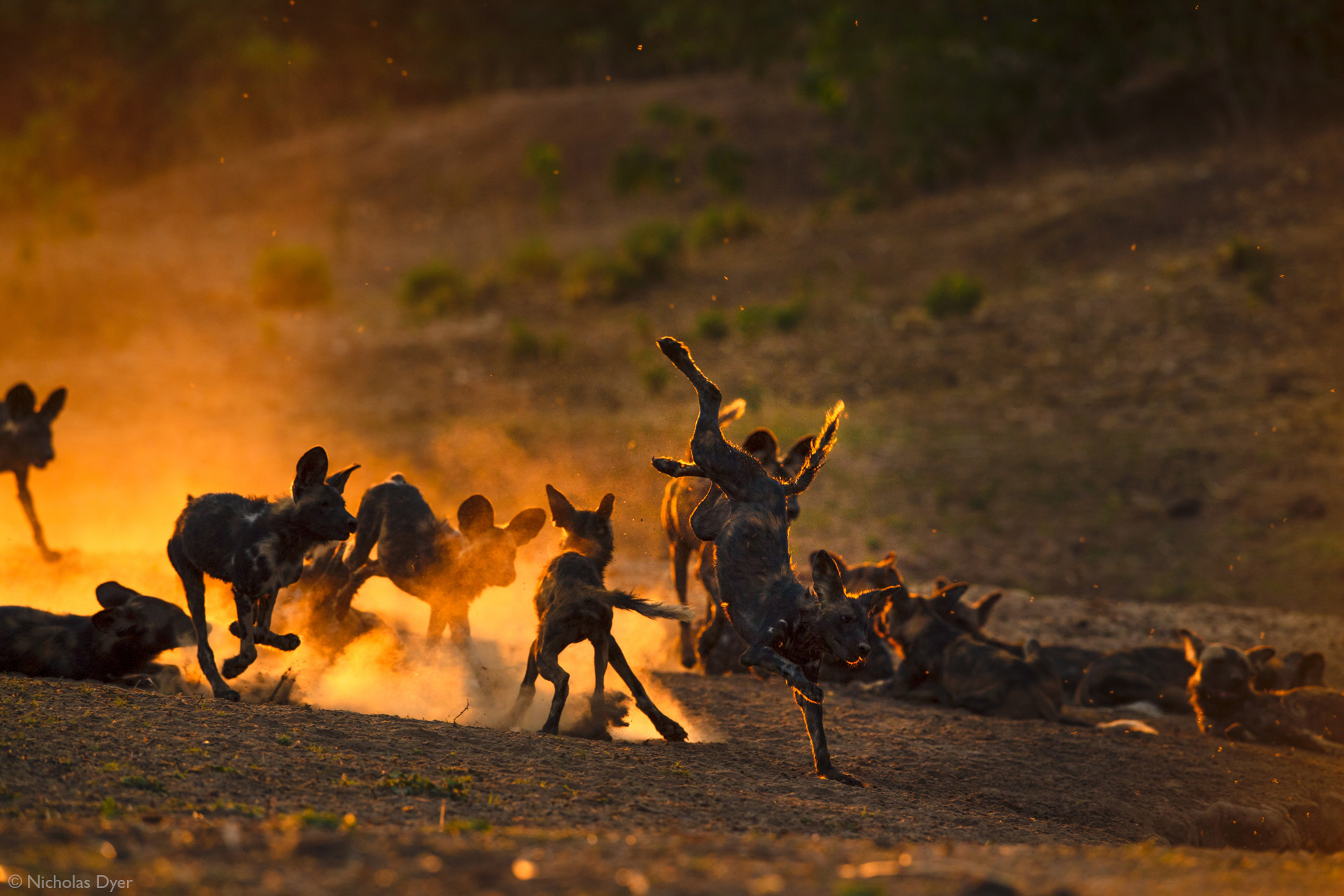 Painted wolves, African wild dogs, playing in the dust at sunset in Mana Pools National Park, Zimbabwe