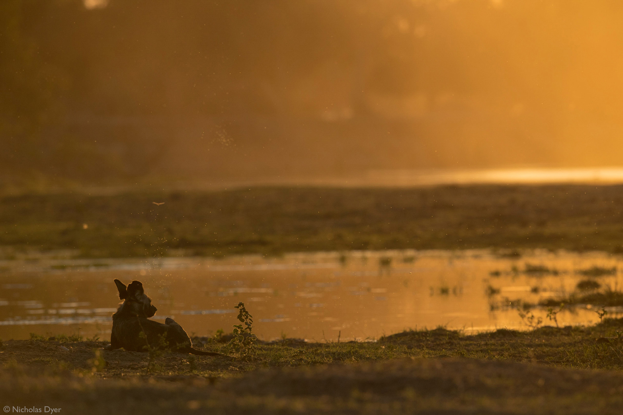 African wild dog, painted wolf, Blacktip sitting by waterhole in Mana Pools National Park, Zimbabwe