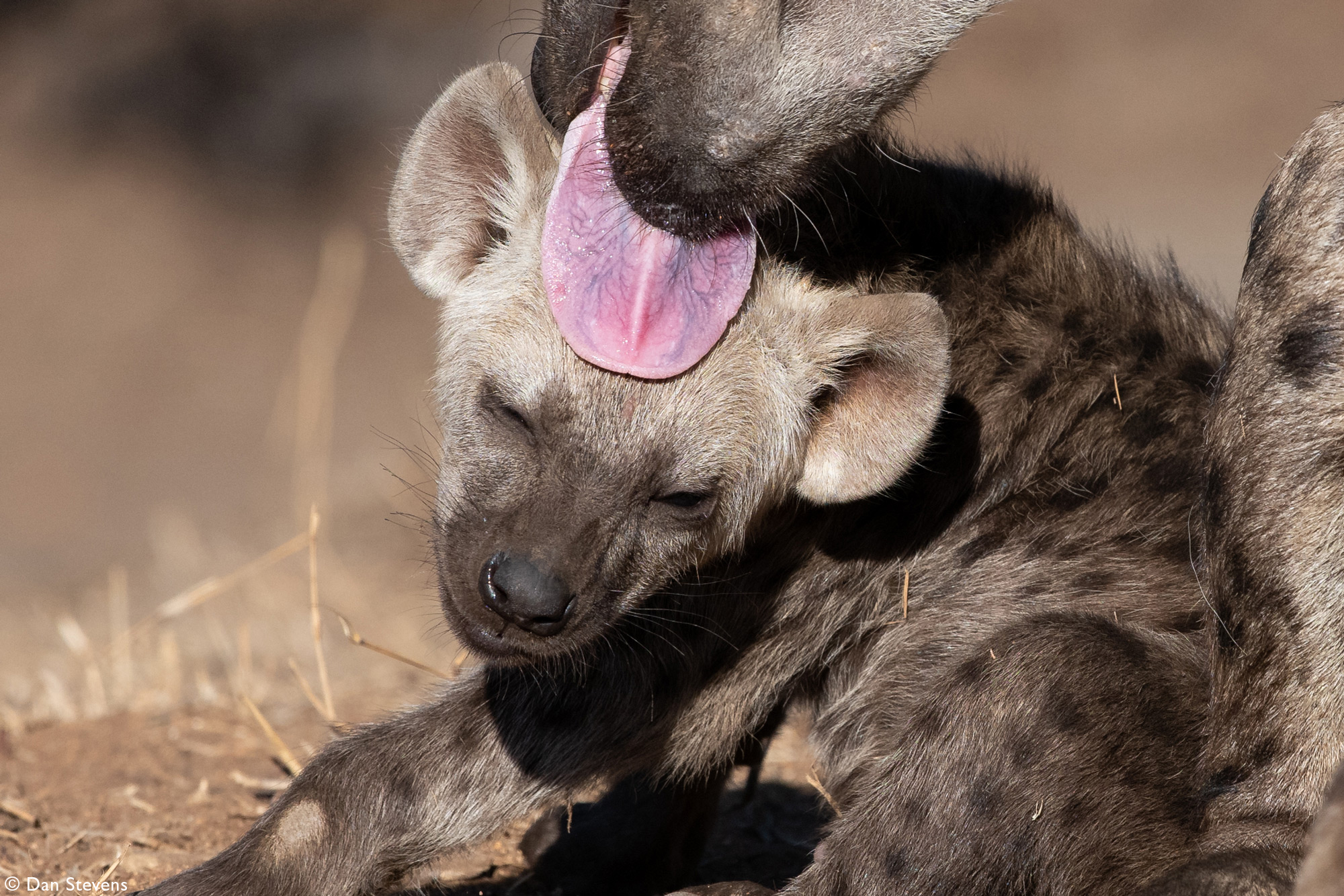 A young hyena cub is groomed by its mother in Sabi Sands Game Reserve, South Africa