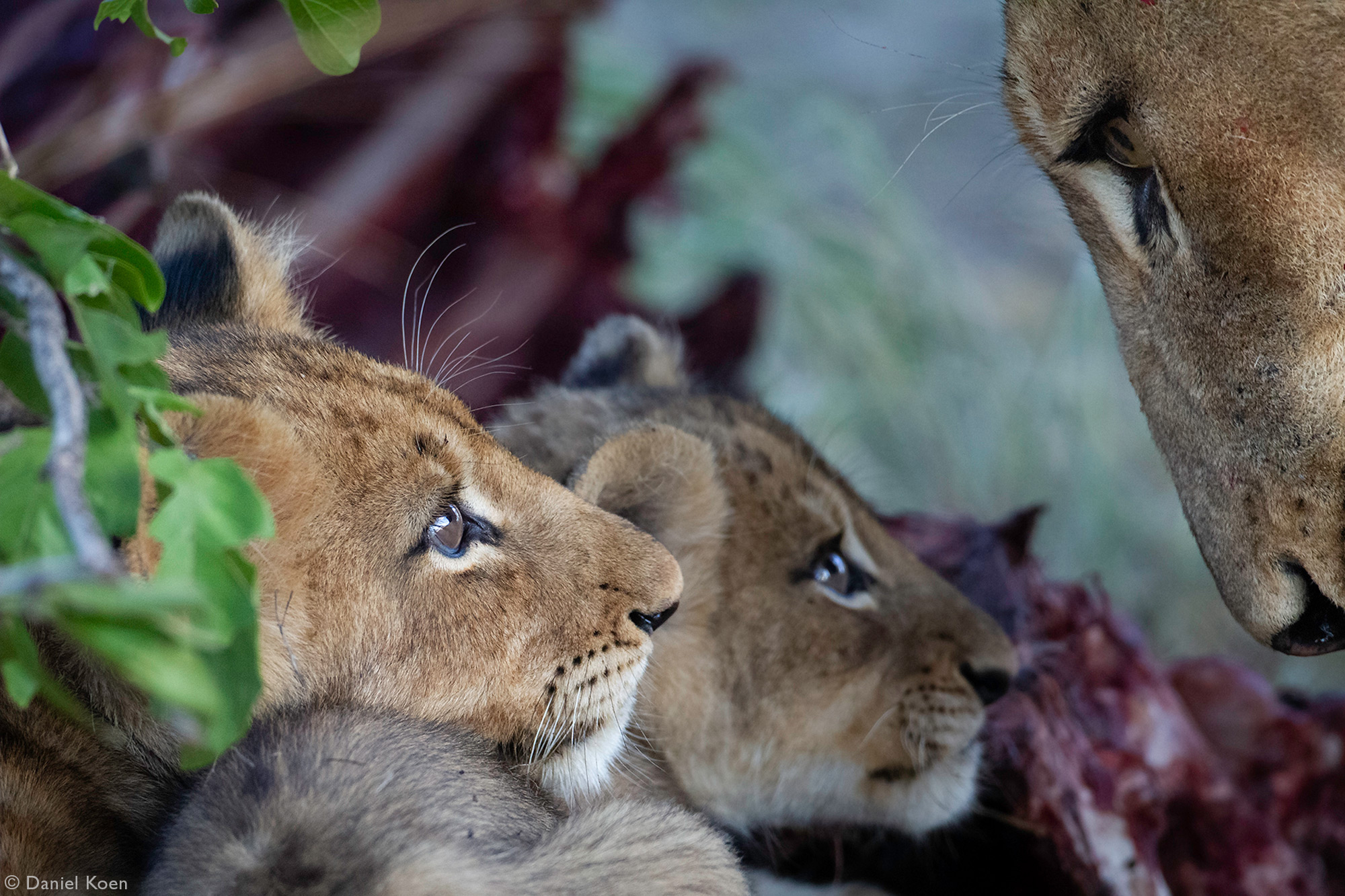 Lion cubs look up at their mother while at a wildebeest kill in Sabi Sands Private Game Reserve, South Africa