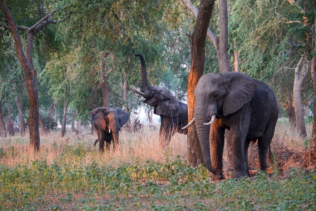 Elephants in Gorongosa National Park, Mozambique 