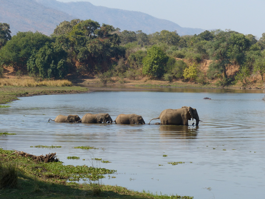 Elephants crossing the Chongwe River