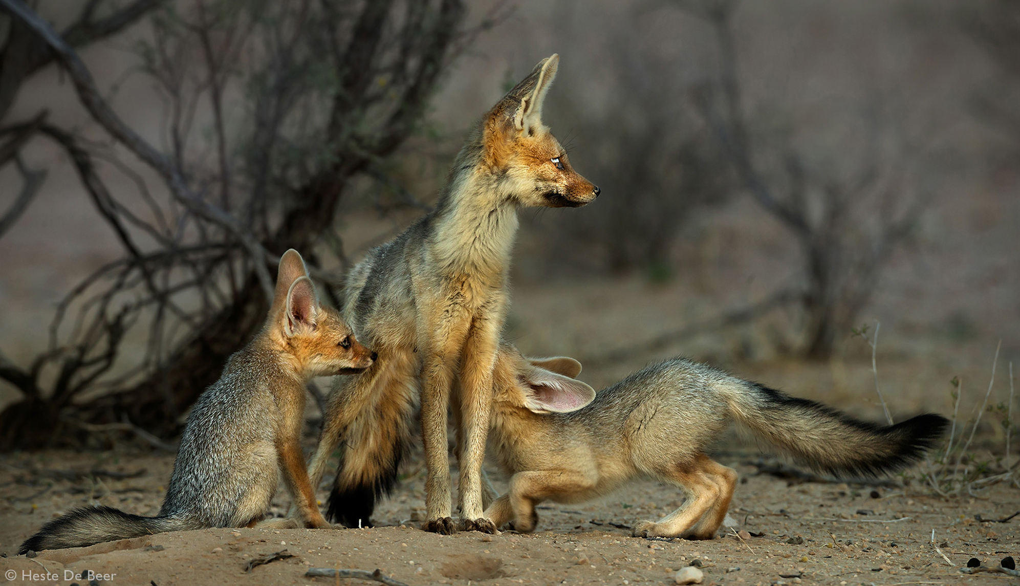 Two juvenile Cape foxes suckle on their mother in Kalahari Gemsbok National Park, South Africa