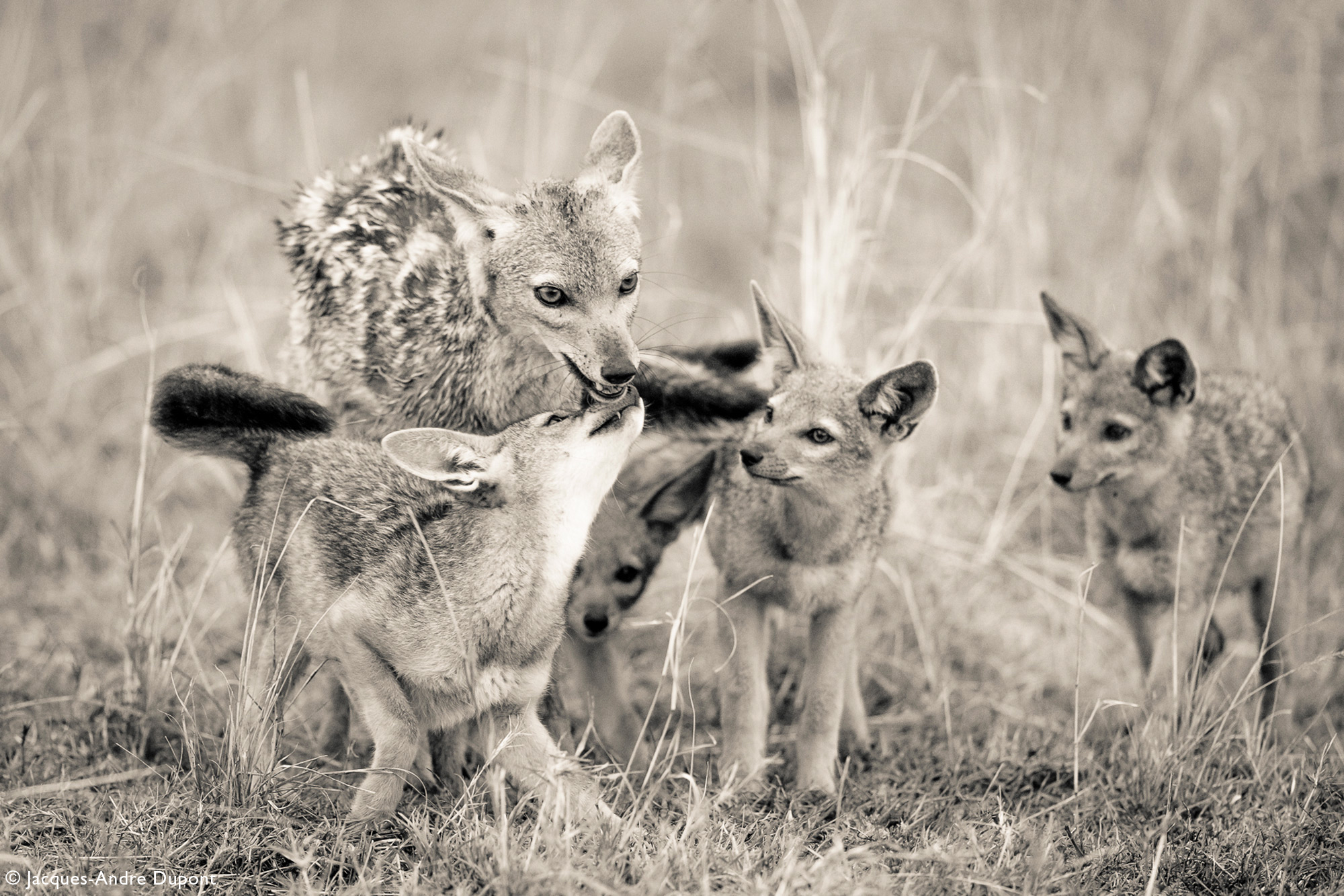 A black-backed jackal is welcomed by pups who are looking to be fed in Mara North Conservancy, Kenya