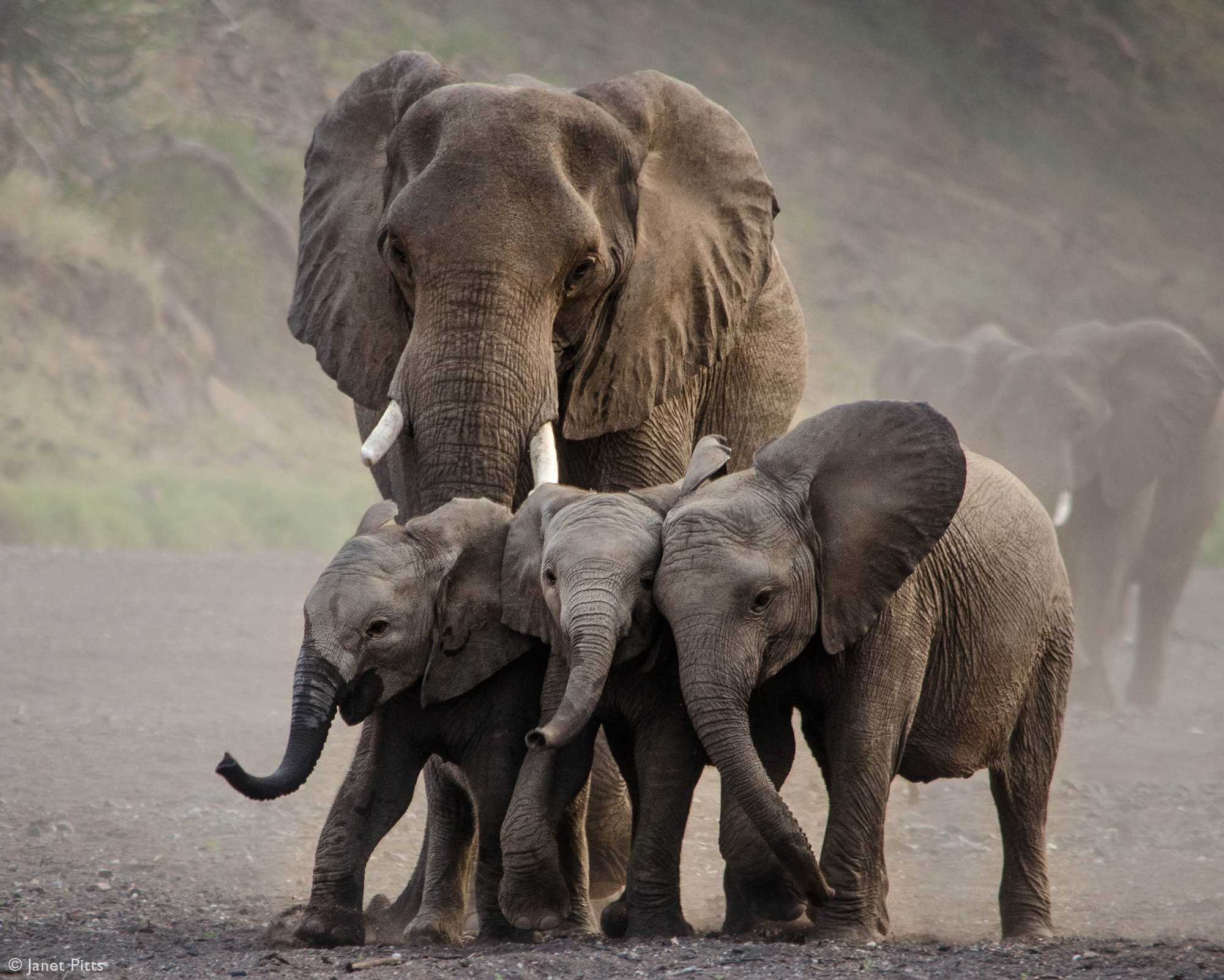 Three elephant calves are herded towards the waterhole in Mashatu Game Reserve, Botswana