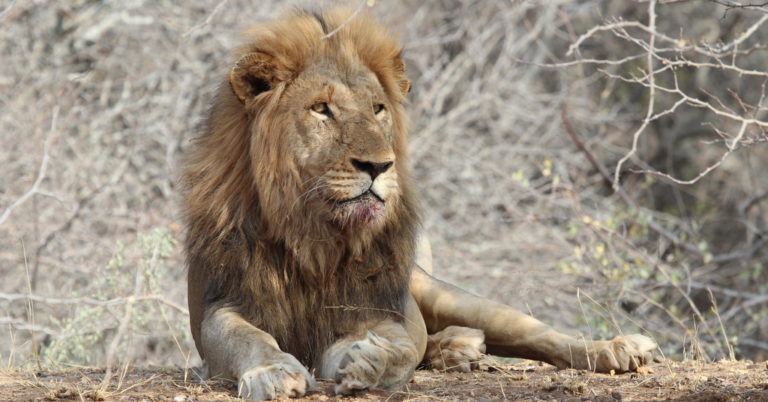 Male_lion_with_blood_on_his_mouth-001 - Africa Geographic