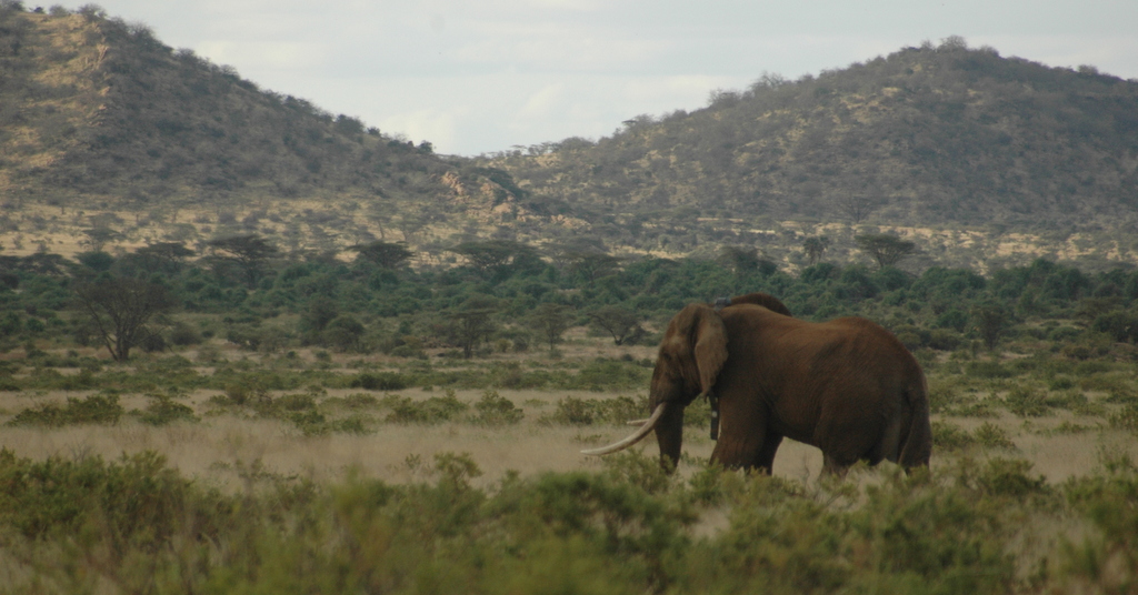 Matt the tusker, bull elephant, in northern Kenya