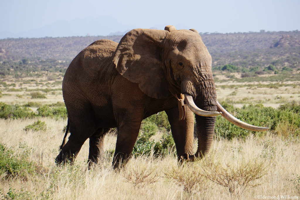 Matt the tusker, bull elephant, northern Kenya