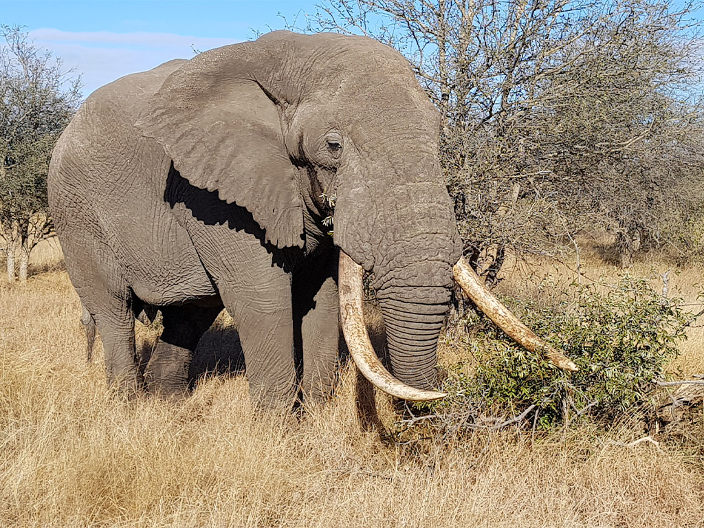 Big Male Elephant in African Landscape Stock Image - Image of