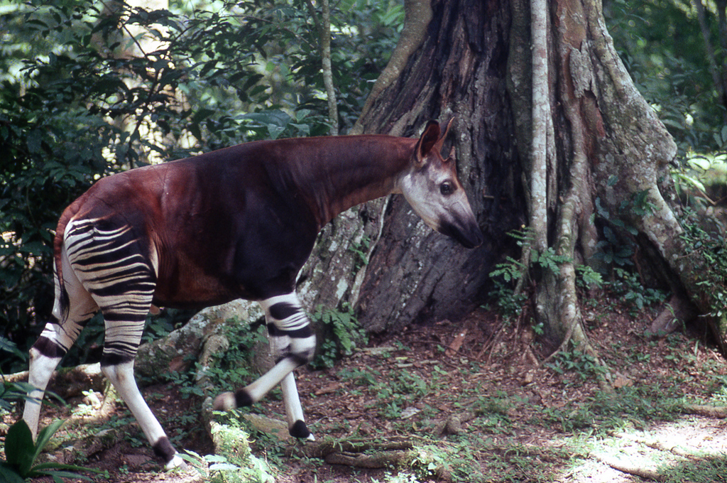 Okapi in the forest in Democratic Republic of Congo