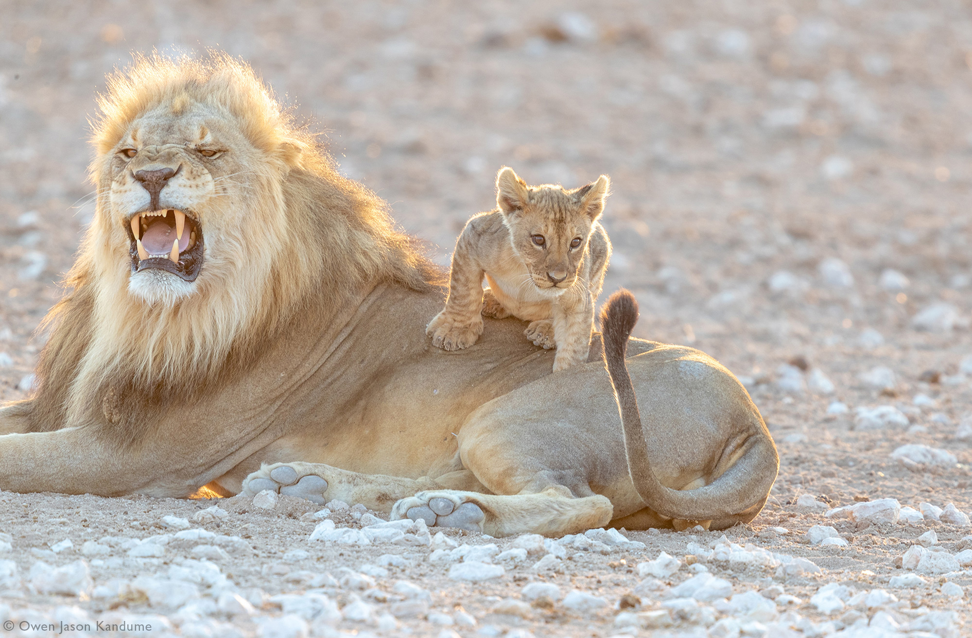 A lion cub getting ready to pounce on his father's tail in Etosha National Park, Namibia