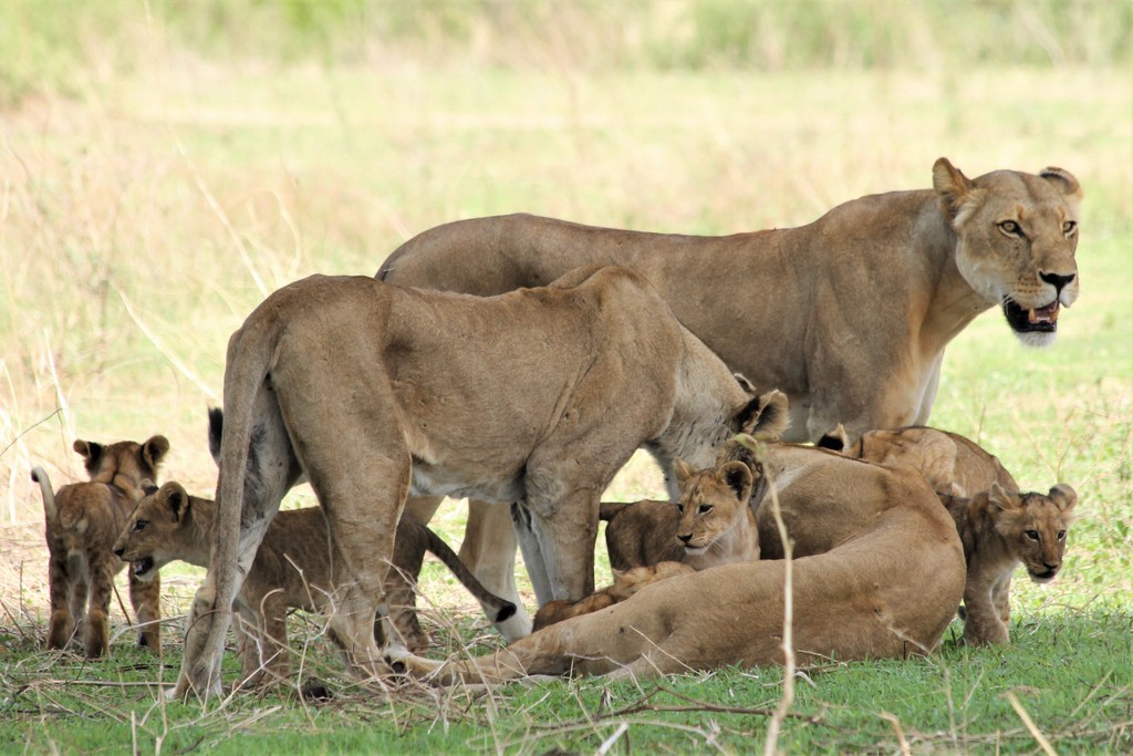 Lionesses with cubs in Ruaha National Park, Tanzania