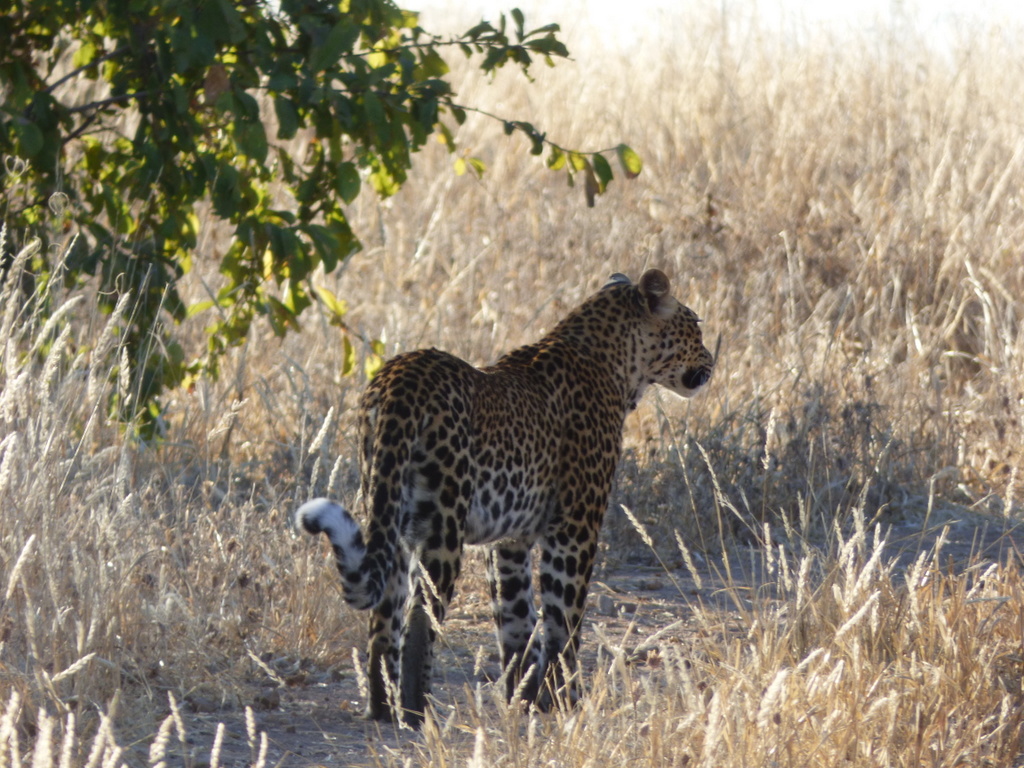 Leopard in Ruaha National Park, Tanzania 