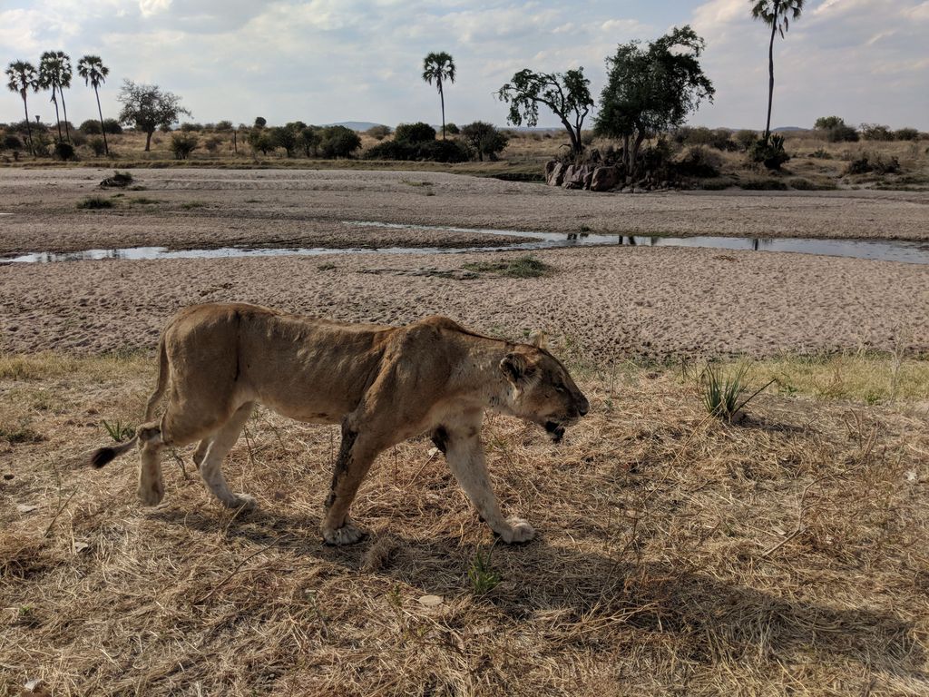 Lioness in Ruaha National Park, Tanzania 