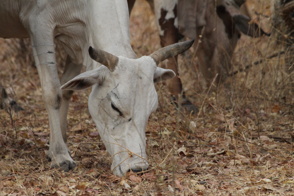 Cow grazing in Tanzania