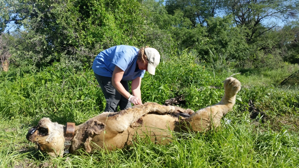 The carcass of a collared lioness, poisoned following conflict with local people in Tanzania