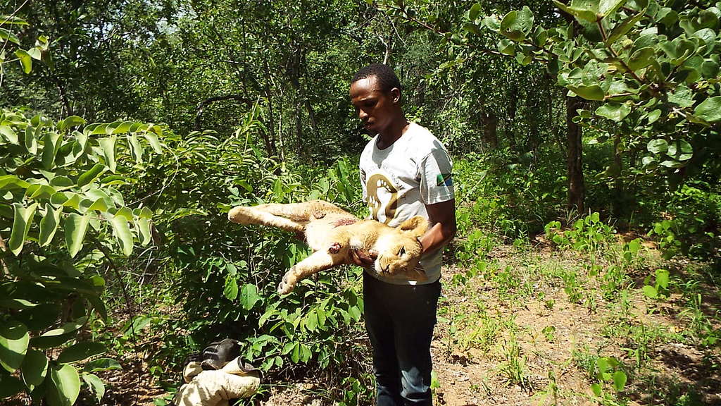 A lion cub speared following conflict with local people in Tanzania