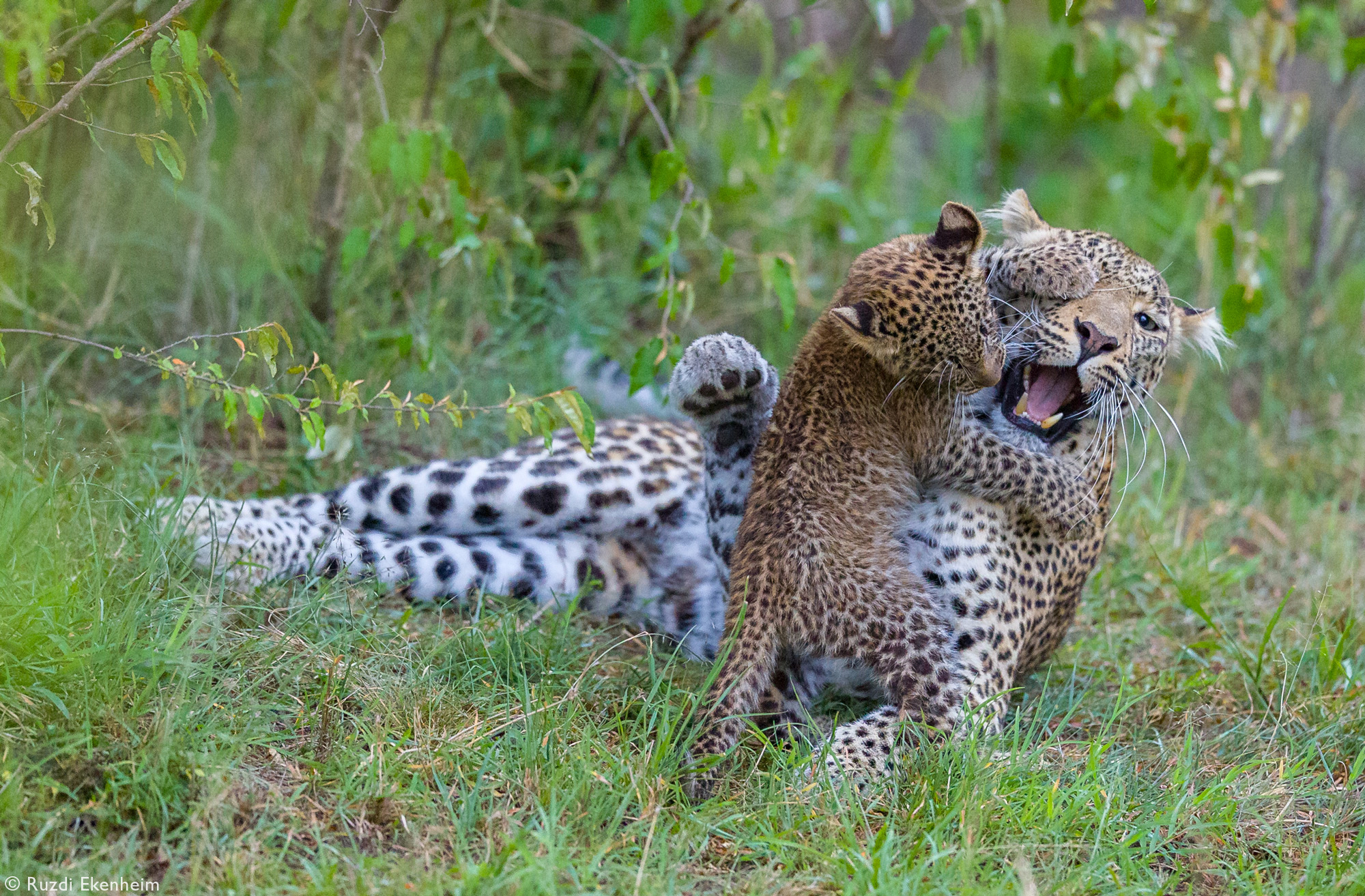 A leopardess and her cub play in Maasai Mara National Reserve, Kenya