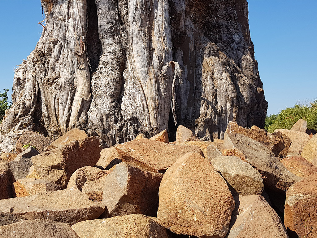 Baobab tree - elephant food