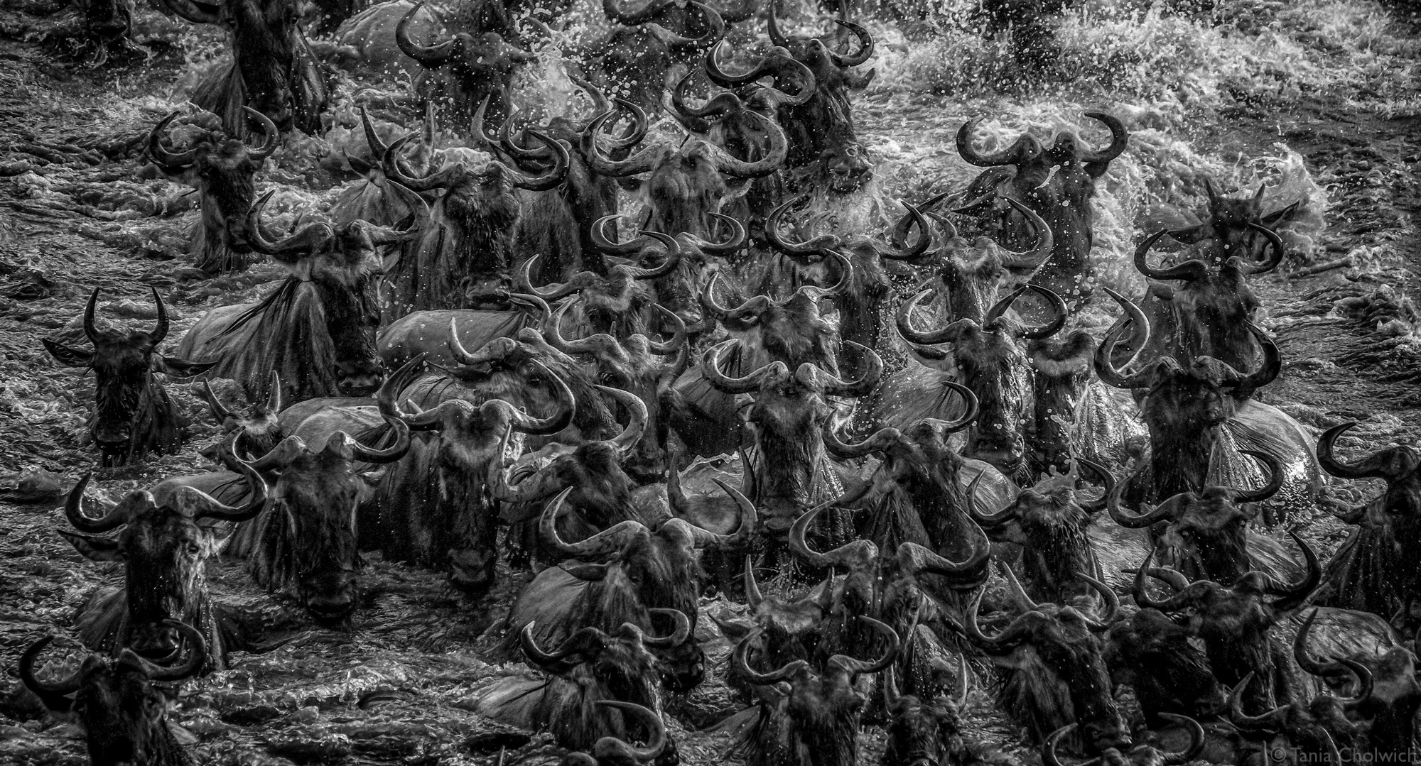 Wildbeest crossing the river in a large group during the Great Migration