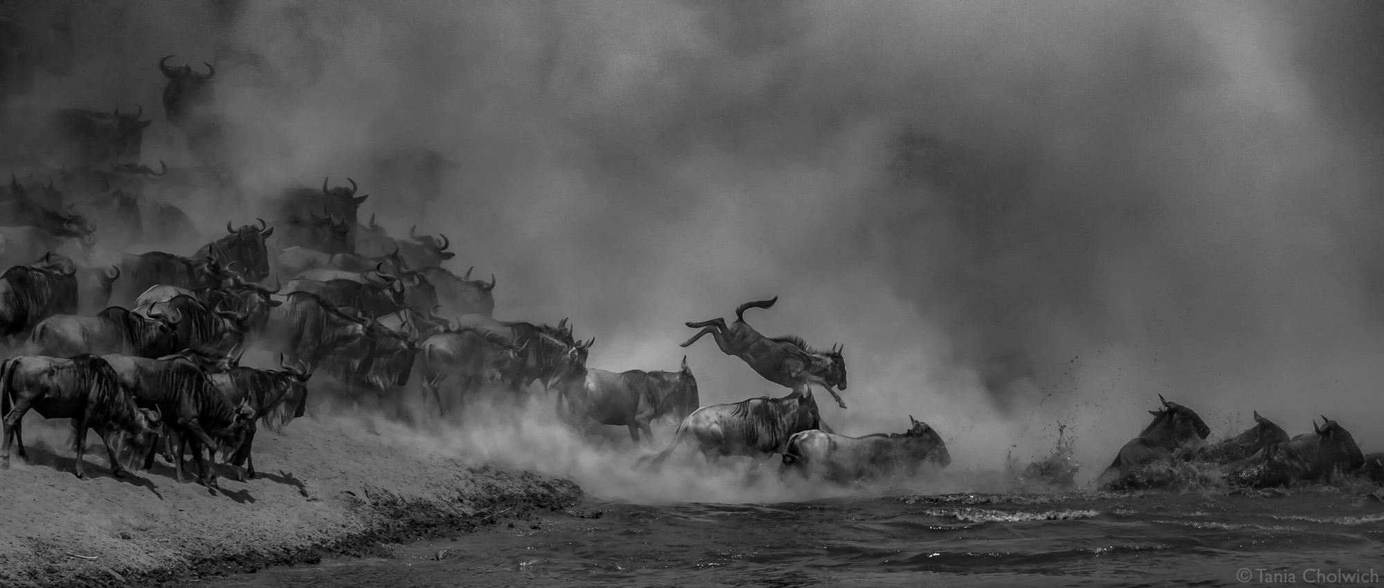 Wildbeest entering the Mara River during the Great Migration