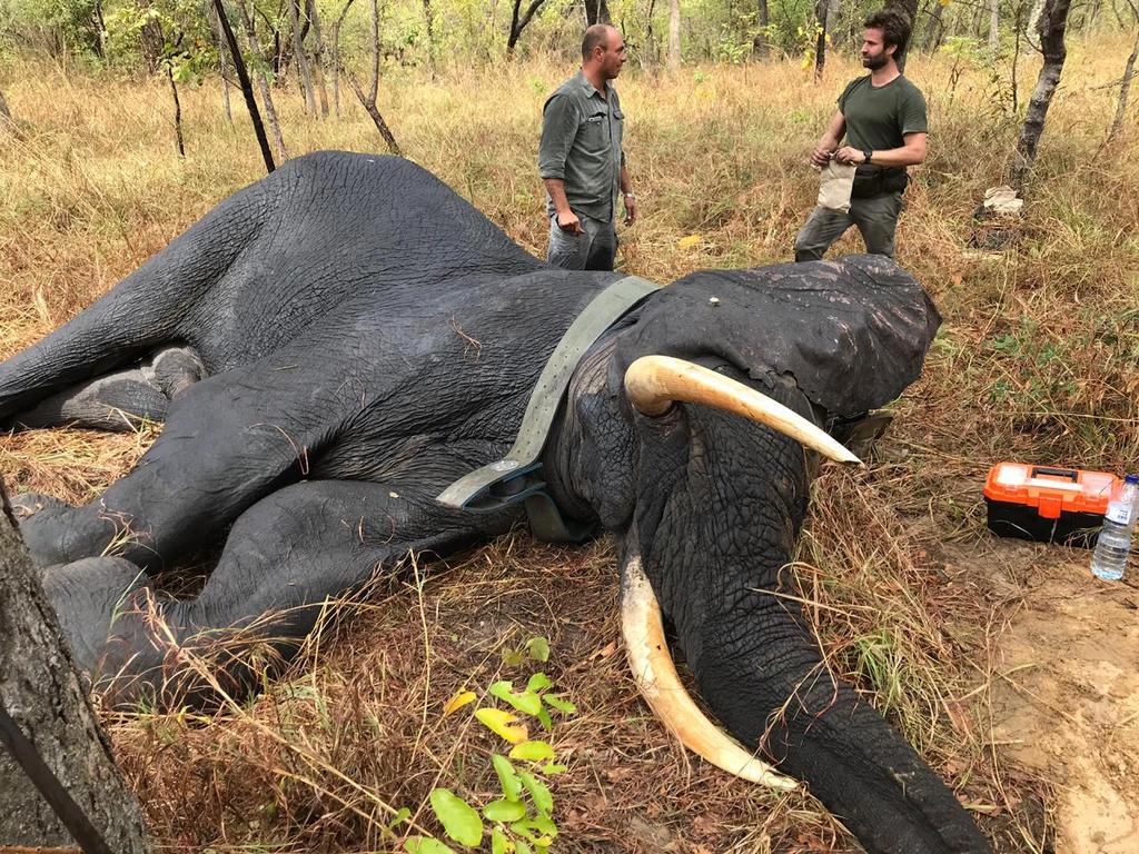 Thomas Prin and Dr Joao Almeida with collared bull elephant in Mozambique