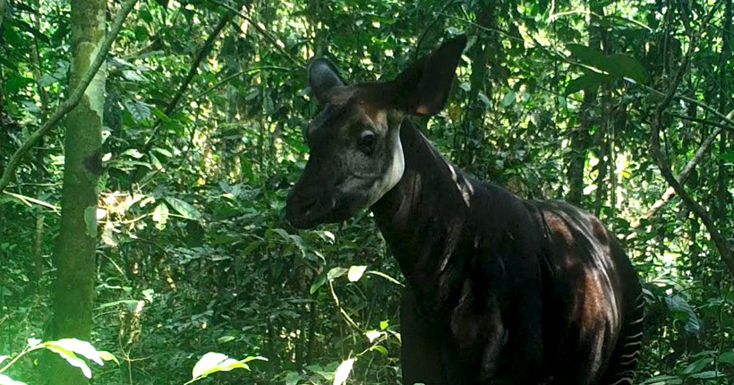 An okapi caught on a camera trap in the Okapi Wildlife Reserve, Democratic Republic of Congo