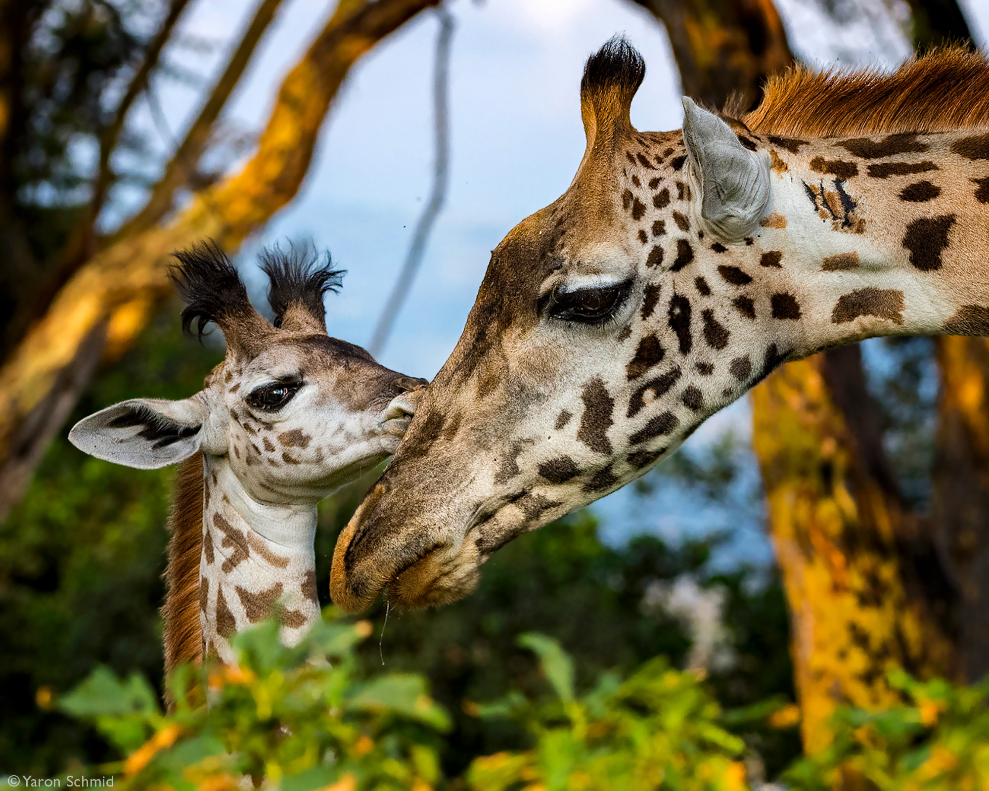 A tender moment between a giraffe and her calf in Naivasha, Kenya