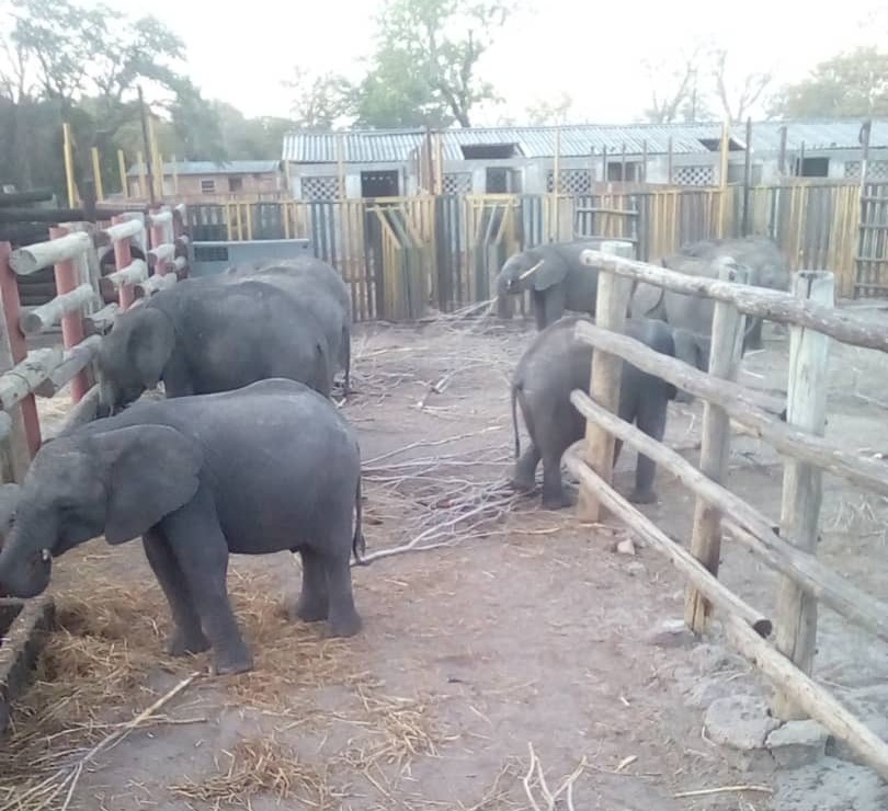 Wild-caught young elephants are held captive in a fenced boma by Zimbabwe authorities awaiting shipment to China