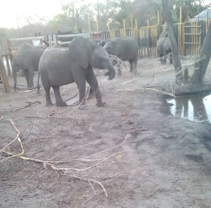 Wild-caught young elephants are held captive in a fenced boma in Zimbabwe