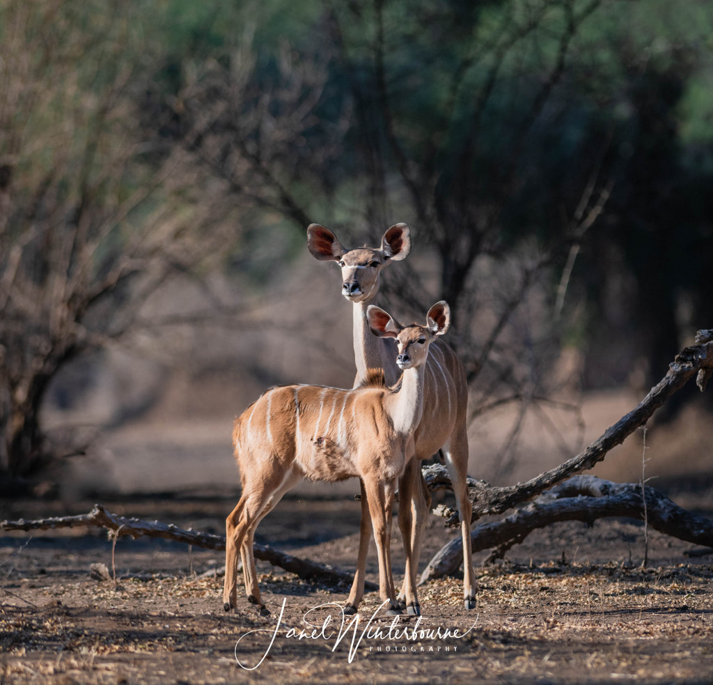 Two kudu in Mana Pools National Park, Zimbabwe