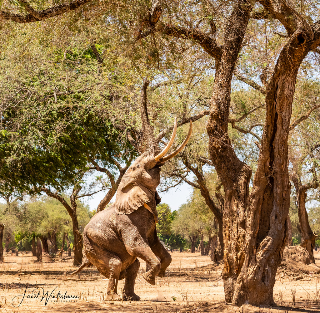 Boswell the elephant standing up in Mana Pools National Park, Zimbabwe