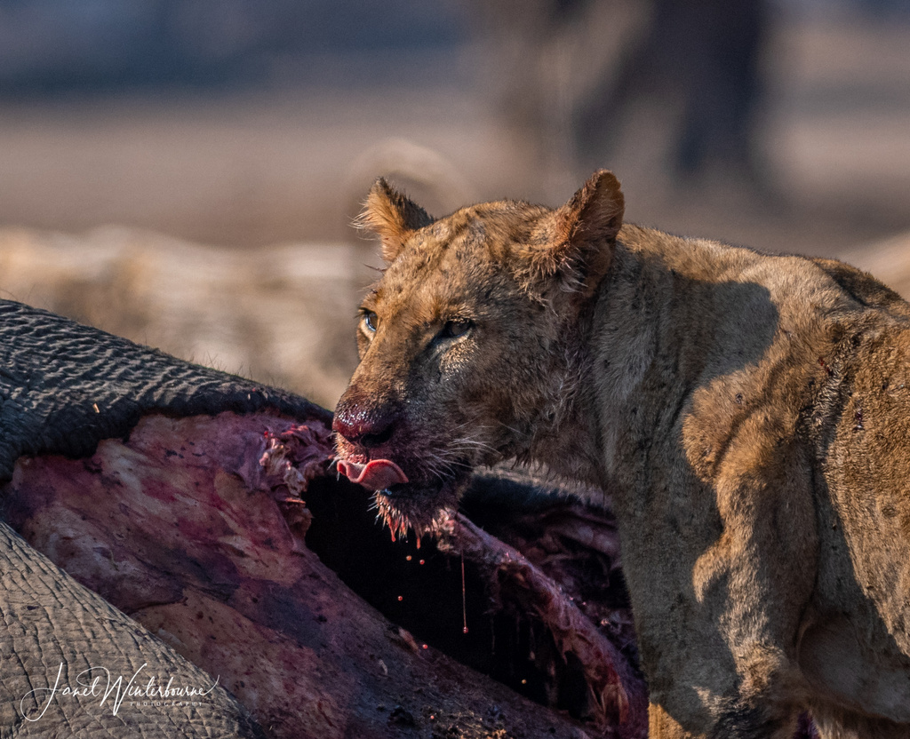 Lion eating elephant carcass in Mana Pools National Park, Zimbabwe