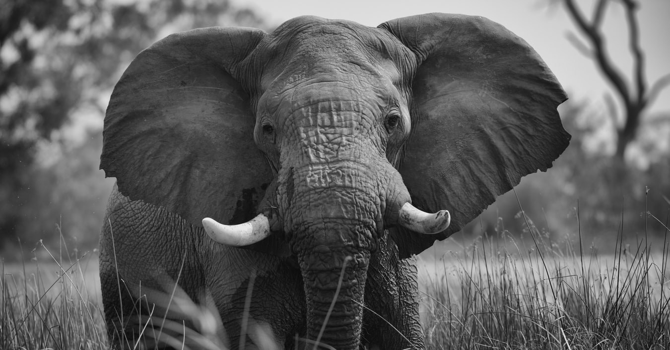 elephant in Botswana