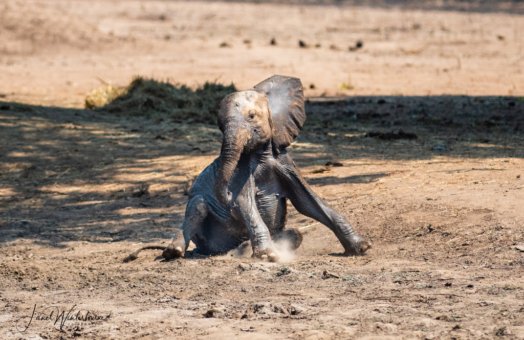 Very small and thin elephant calf in Mana Pools National Park, Zimbabwe