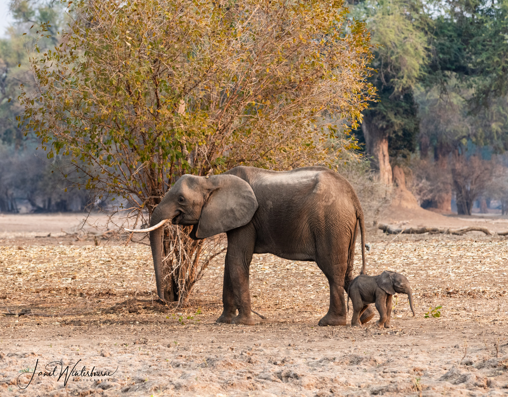 Elephant with small elephant calf in Mana Pools National Park, Zimbabwe