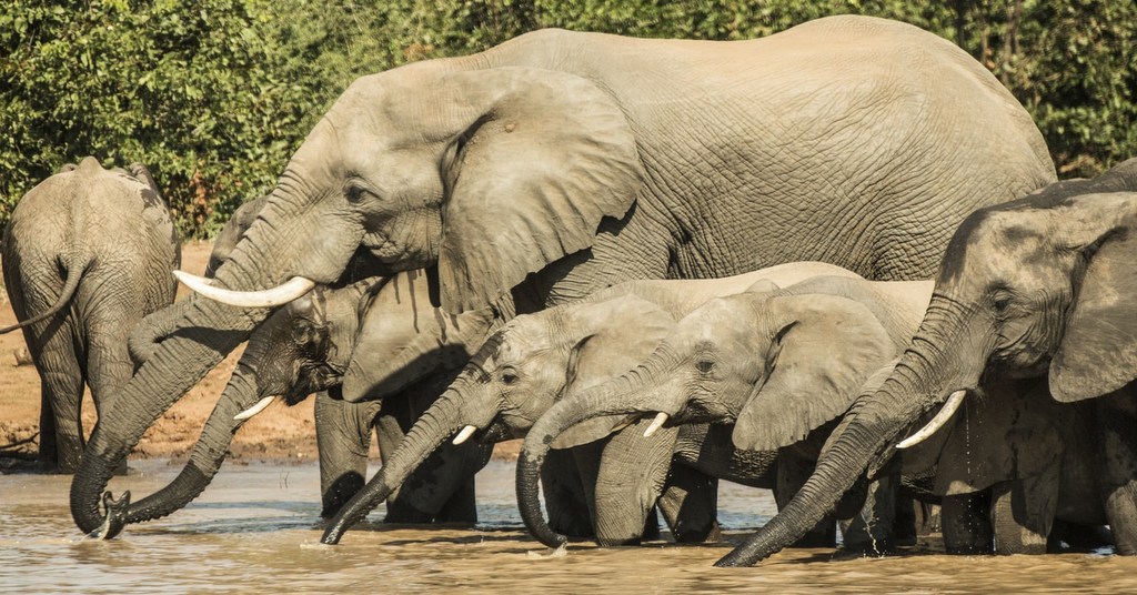 Elephant herd drinking at waterhole