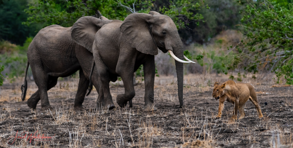 Lion walking by two elephants in Mana Pools National Park, Zimbabwe