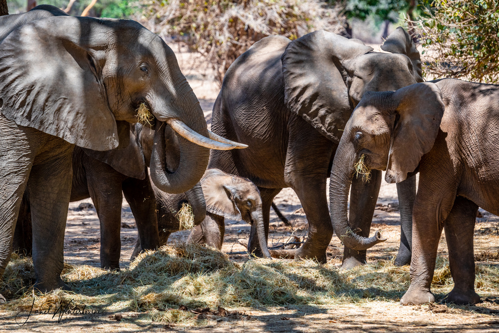 Elephant family herd in Rhodes grass in Mana Pools National Park, Zimbabwe