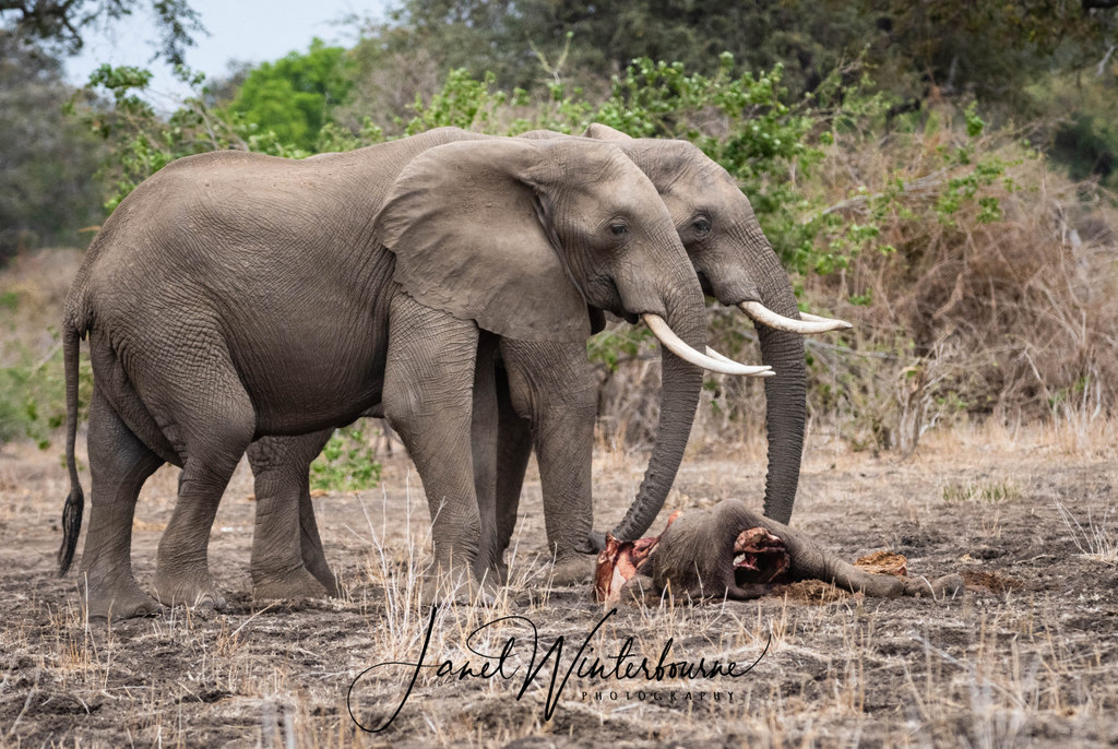 Two elephants by the carcass of an elephant calf in Mana Pools National Park, Zimbabwe