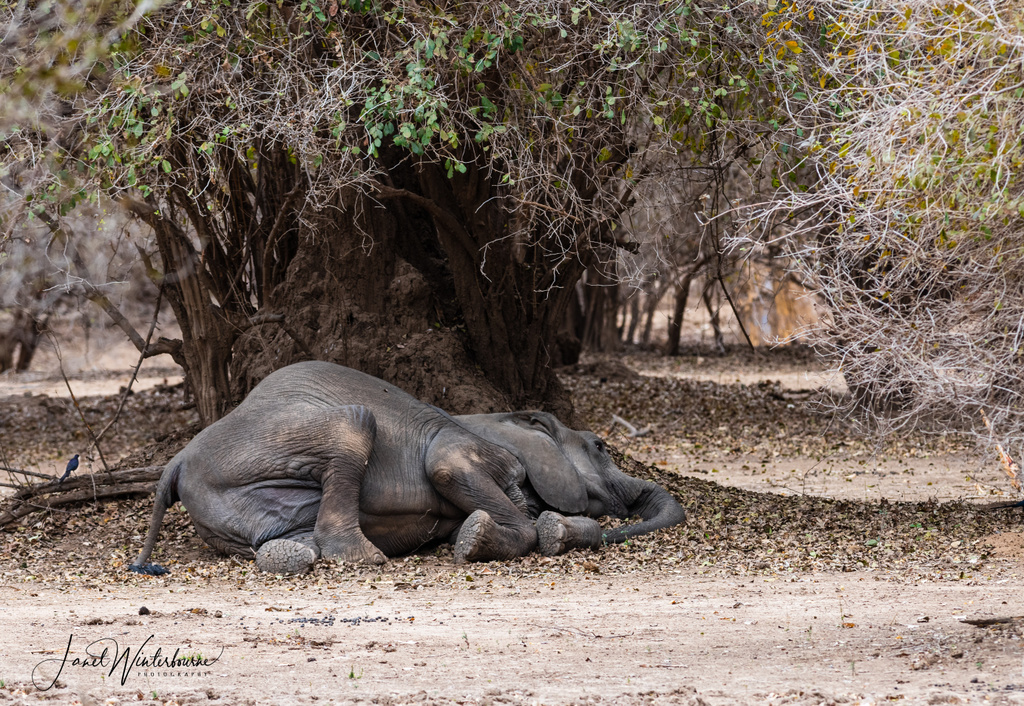 An elephant lying on the ground in exhaustion in Mana Pools National Park, Zimbabwe