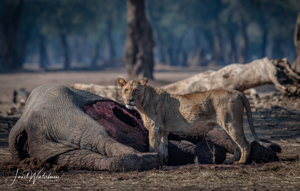 Lion feeding on elephant carcass in Mana Pools National Park, Zimbabwe